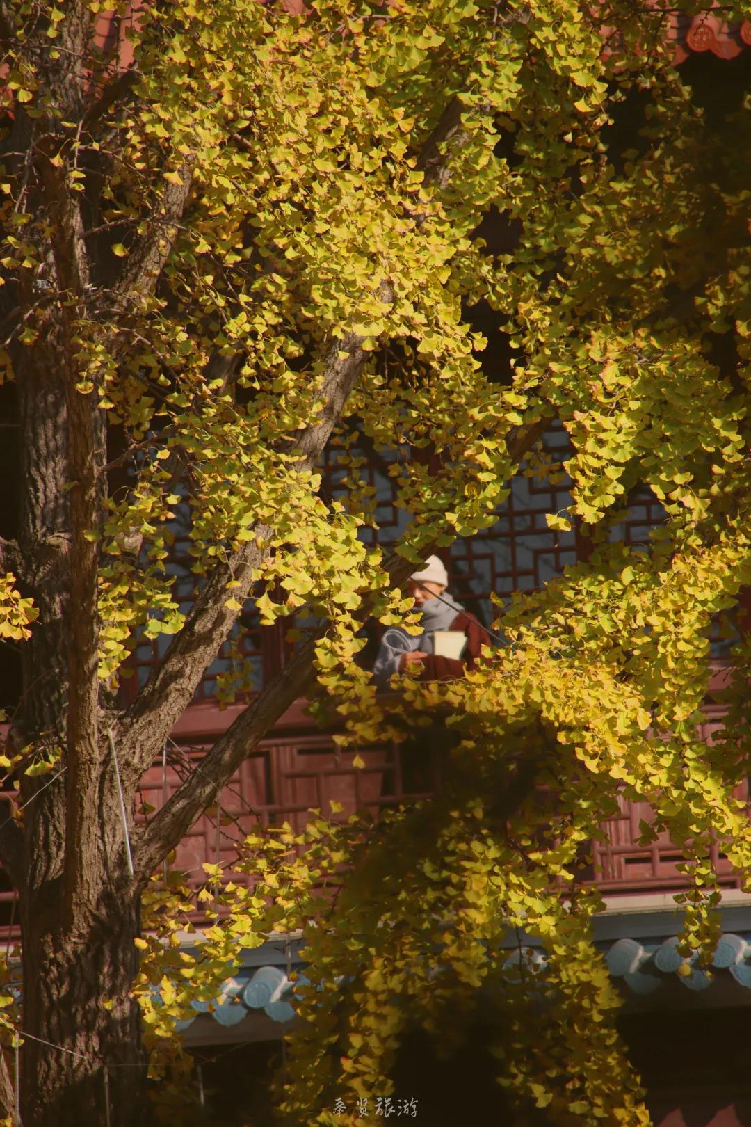 二严寺万佛阁银杏黄啦~古刹银杏，来领取奉贤最禅意的浪漫