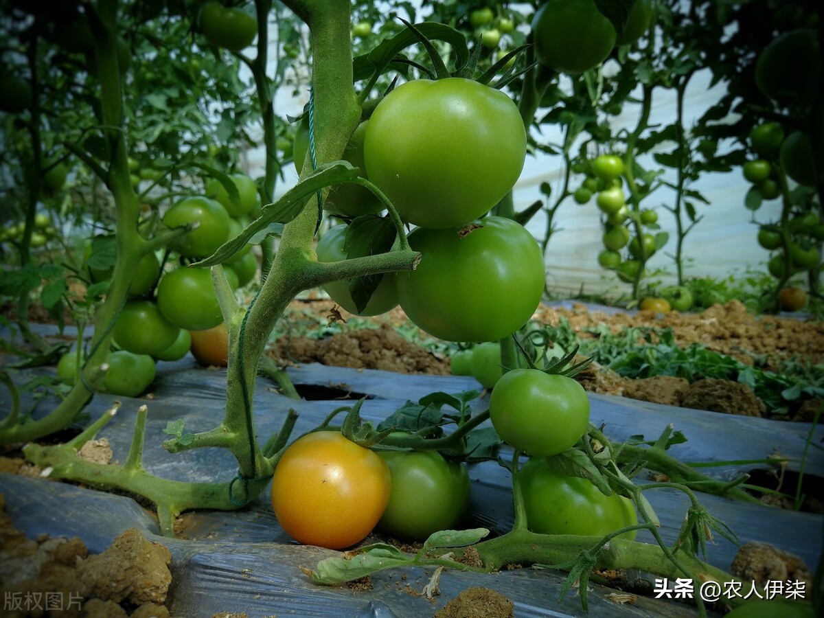 如何区分西红柿催熟,怎么鉴别西红柿是催熟还是长熟