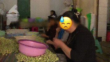 现剥蚕豆,脚踩酸菜视频被证实了吗