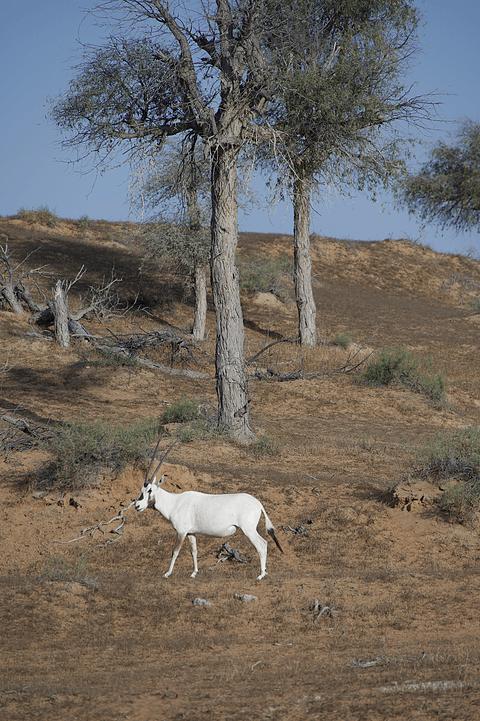 阿联酋丽思卡尔顿,阿联酋野奢帐篷