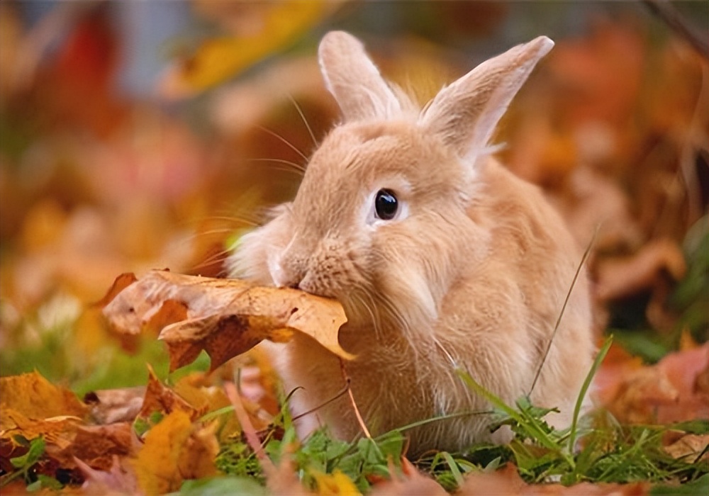 养兔日记：兔子真菌感染用什么药最好