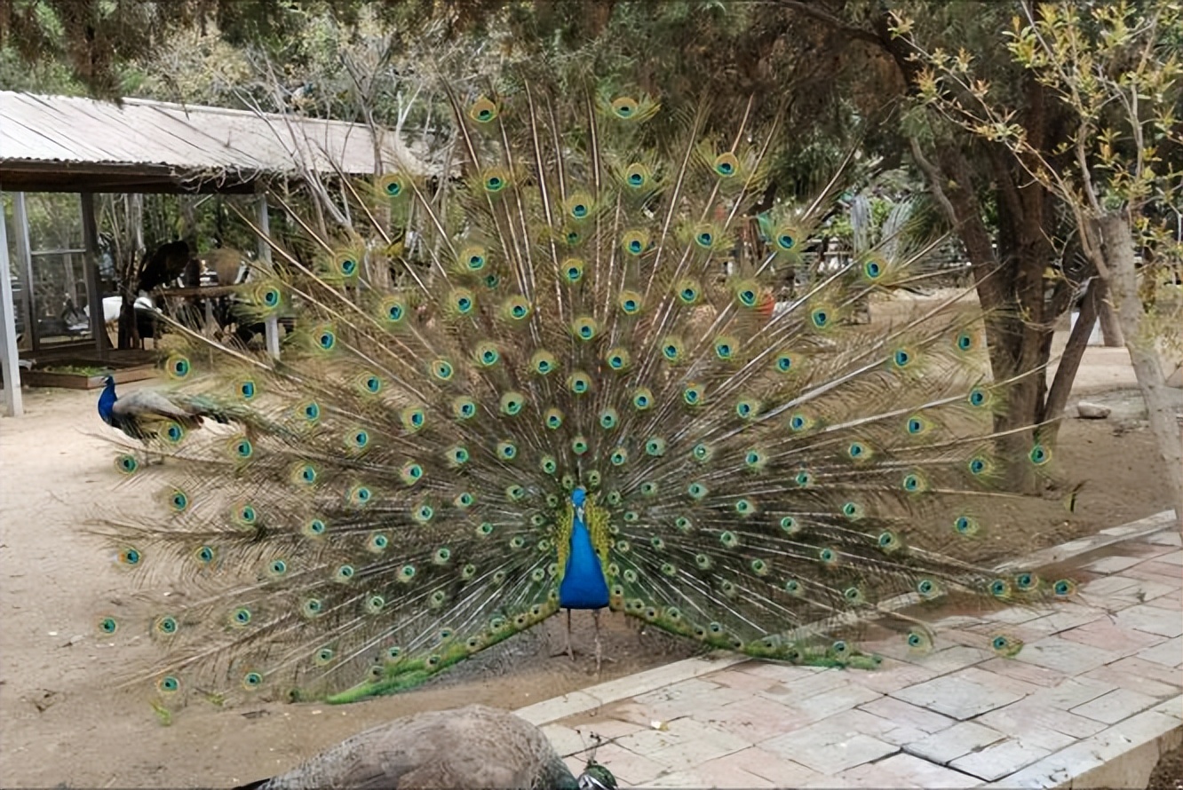 67岁老人闯入狮子园被狮子拖,男子误入狮子园狮口脱险