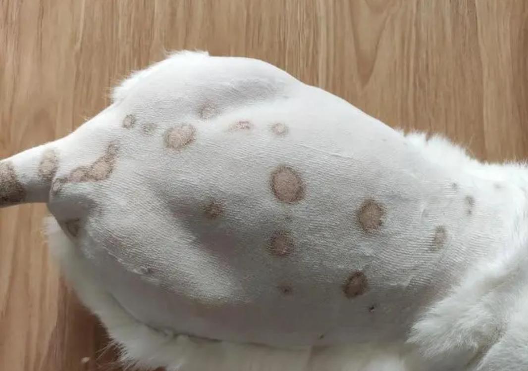 猫得了猫癣的症状怎么治,猫咪得了猫癣的症状与治疗方法