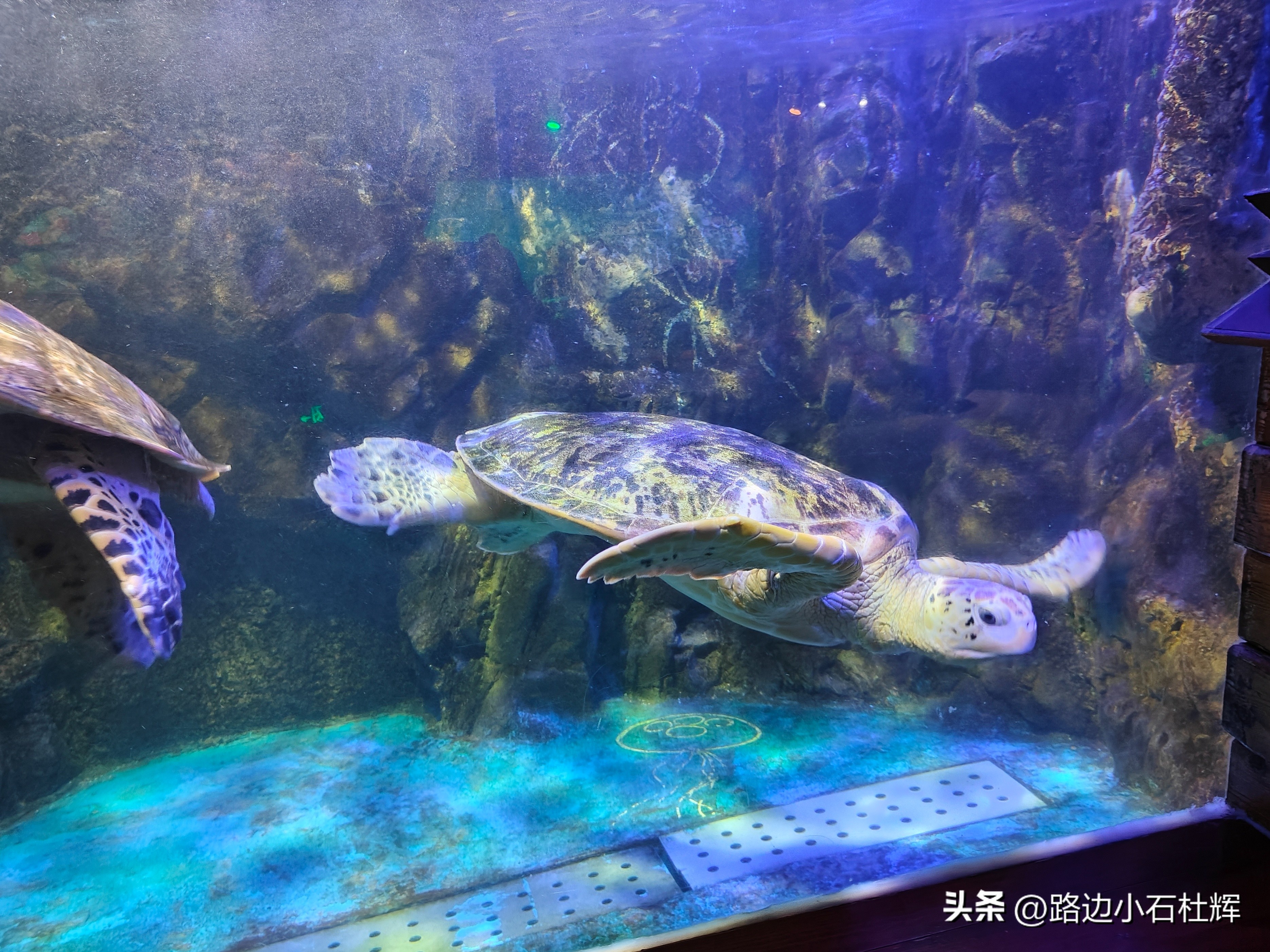 游逛人间,北京海洋馆旅游攻略