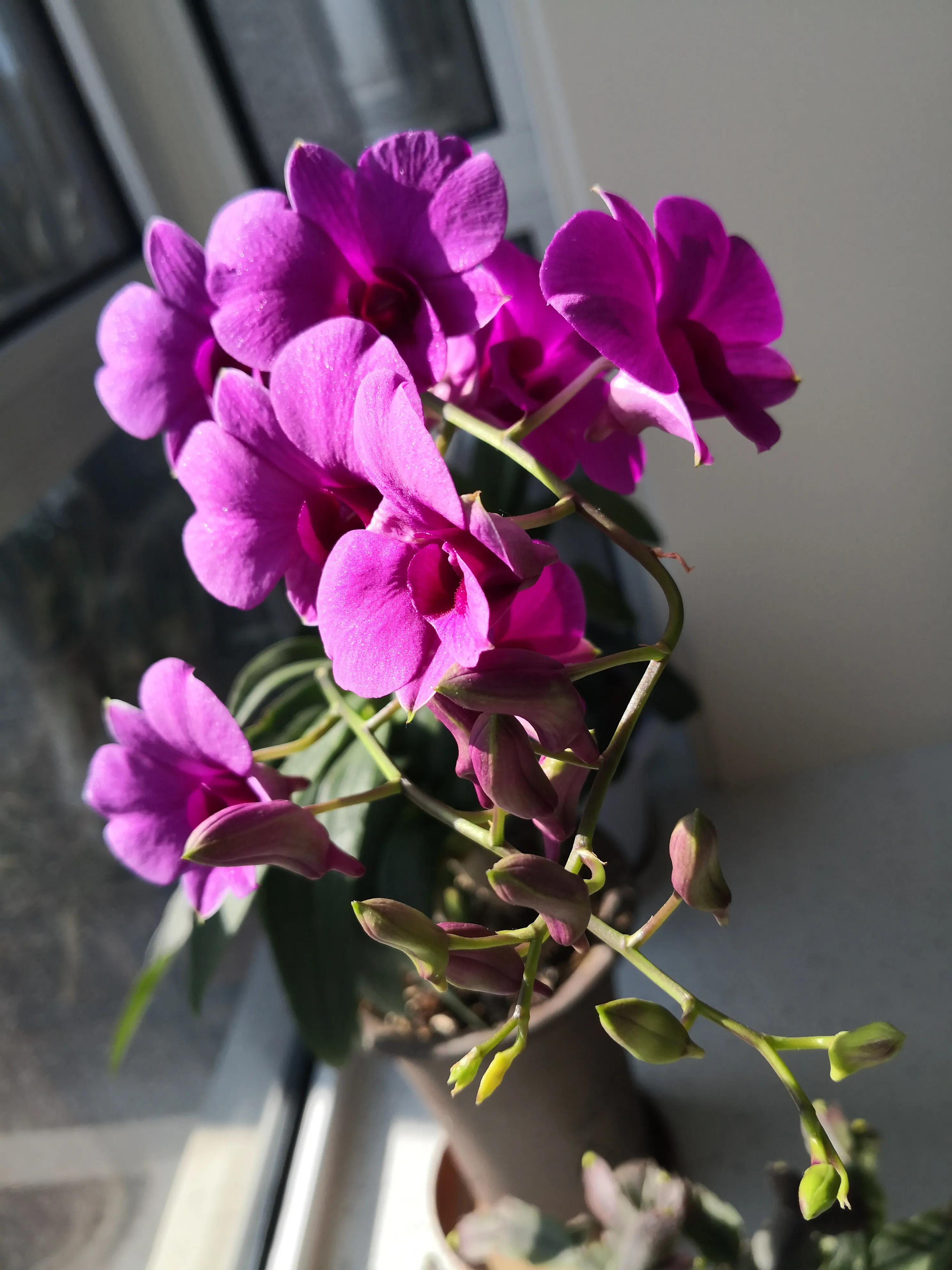 五眼联盟完整视频,五眼联盟完整版免费