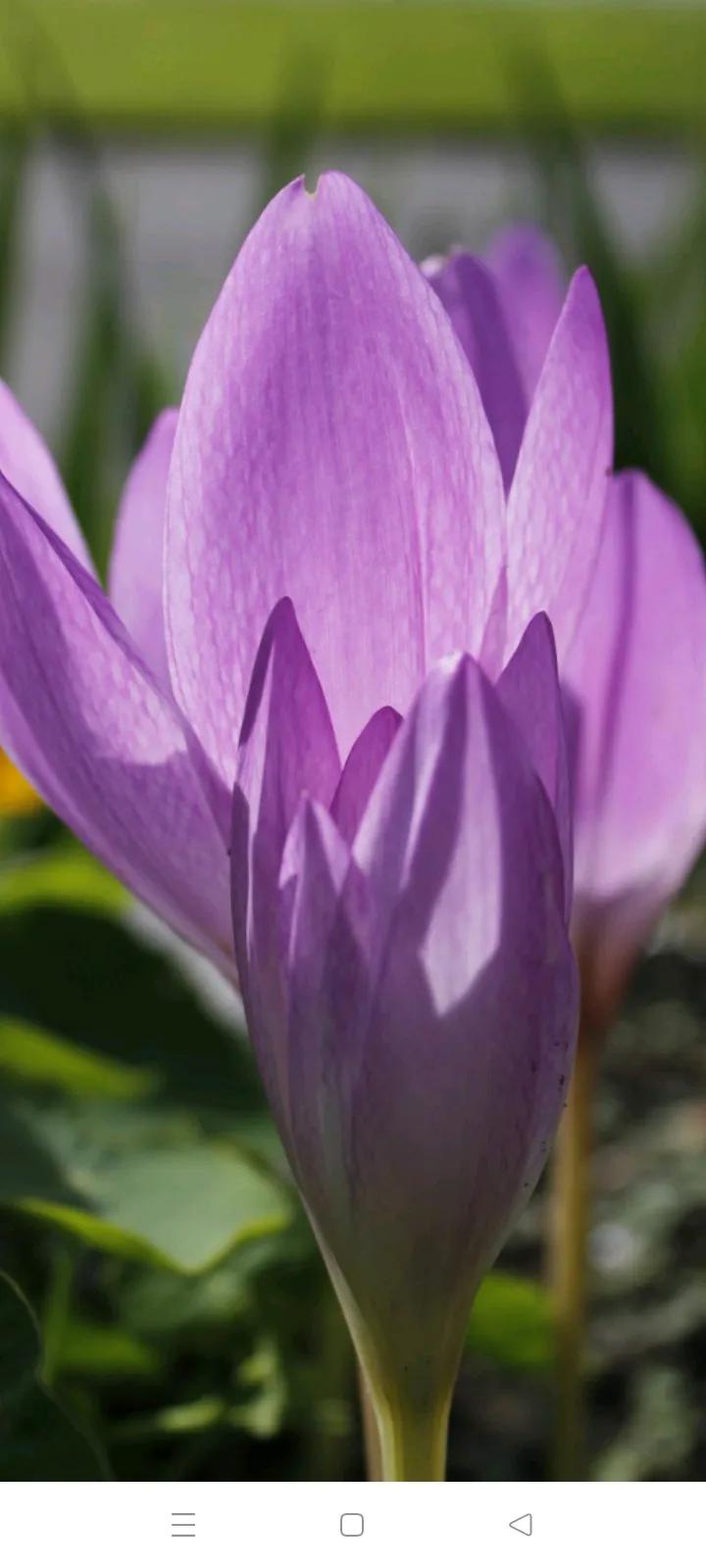 你的生日是哪种颜色的花,你的生日是几月对应什么花