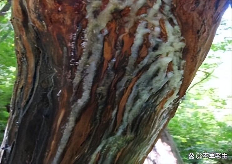 苏合香真假,苏合香哪个产地的最好