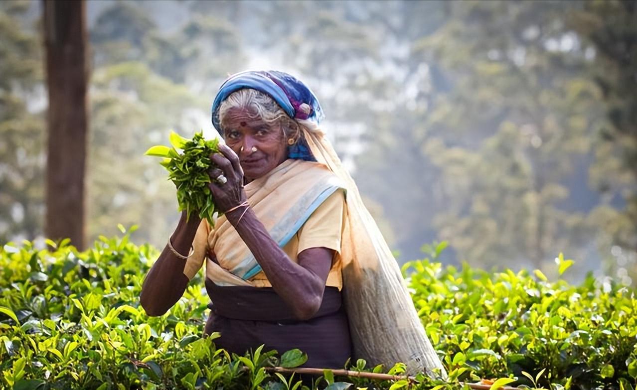 斯里兰卡的茶文化锡兰红茶简介,斯里兰卡与中国茶文化对比