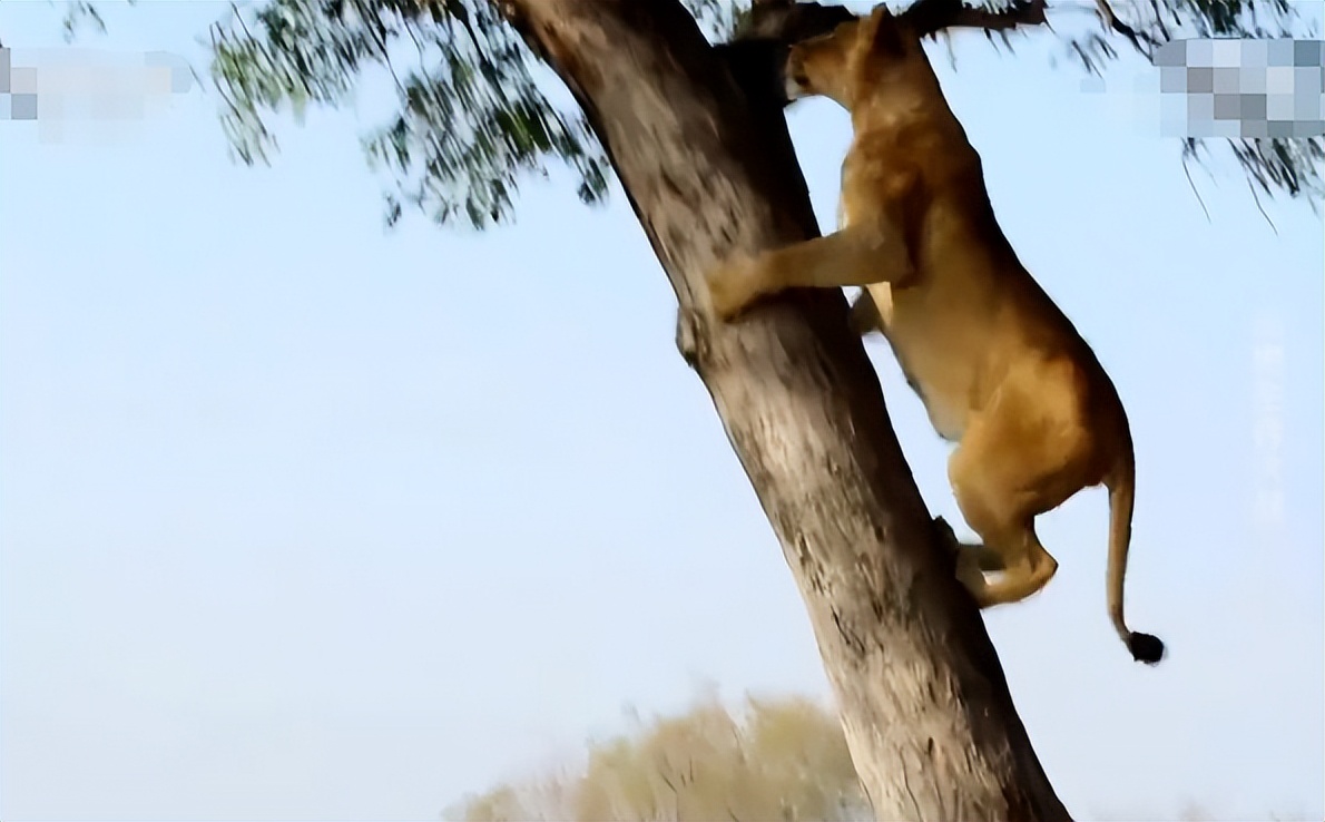 母狮与鬣狗打架真实视频,鬣狗与母狮打架真实视频