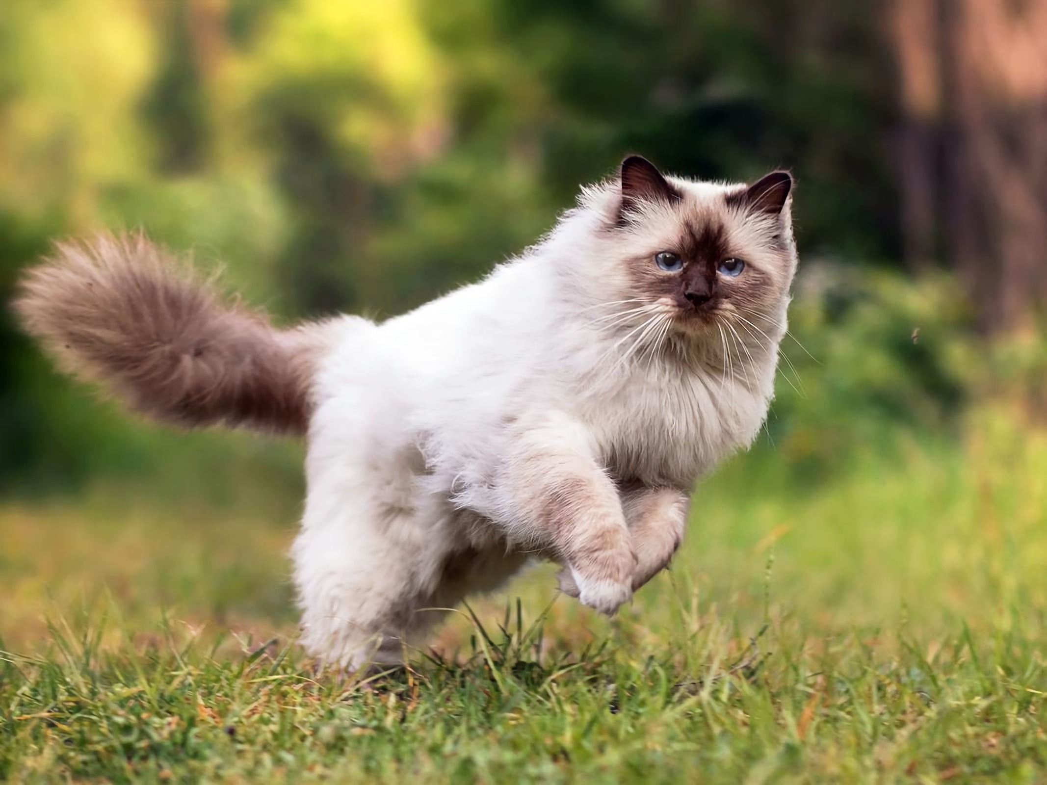 养土猫和宠物猫的区别,土猫可以当宠物猫养吗