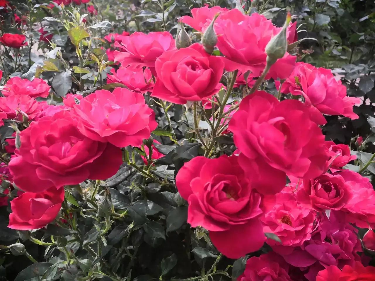 六年级数学复习（2）