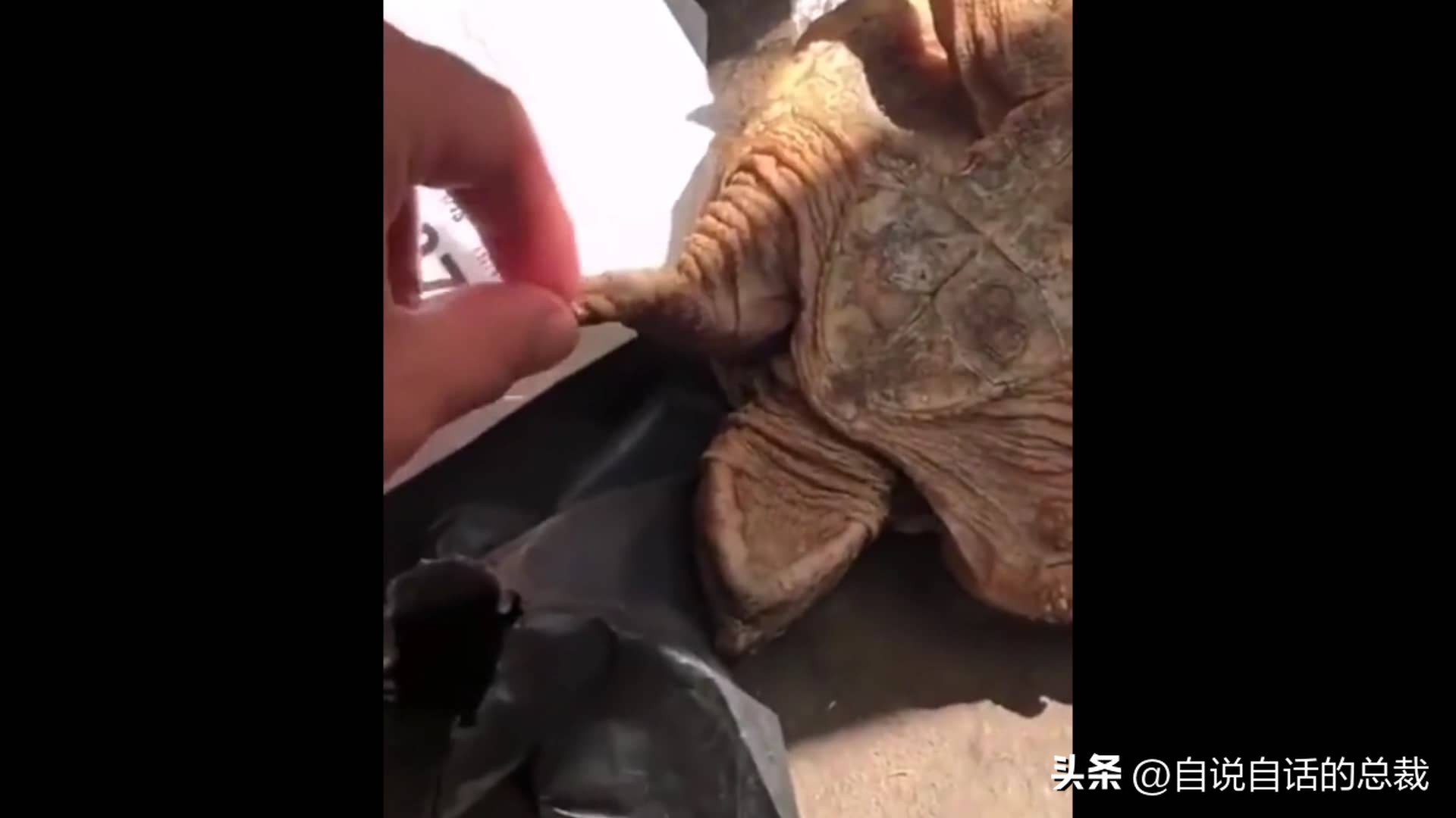 龟蛇大战巨龟视频,罕见别致的龟蛇大战