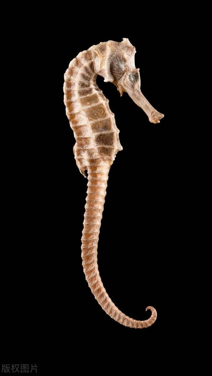 泡了2年药酒的“海马”竟是“塑料”？买之前一定要学会如何鉴别