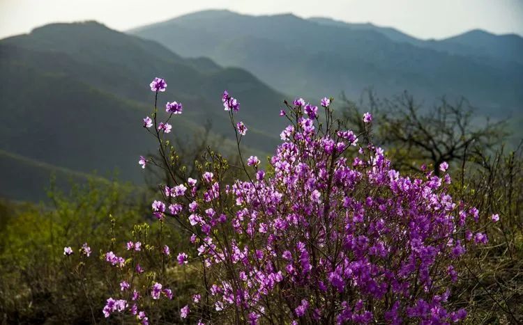 黄冈杜鹃花海景区,黄岗梁的杜鹃花开了吗
