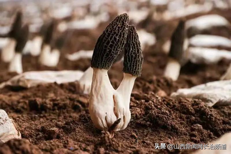 山西省屯留区草莓种植基地,屯留菊花种植基地