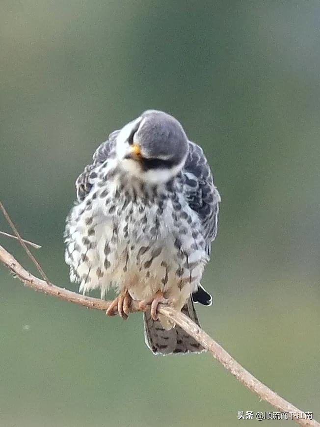 红脚隼叫声,红脚隼