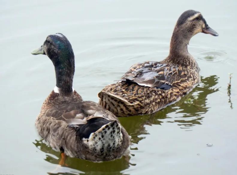 蛋禽病专家讲治疗,蛋鸭掉蛋怎么解决