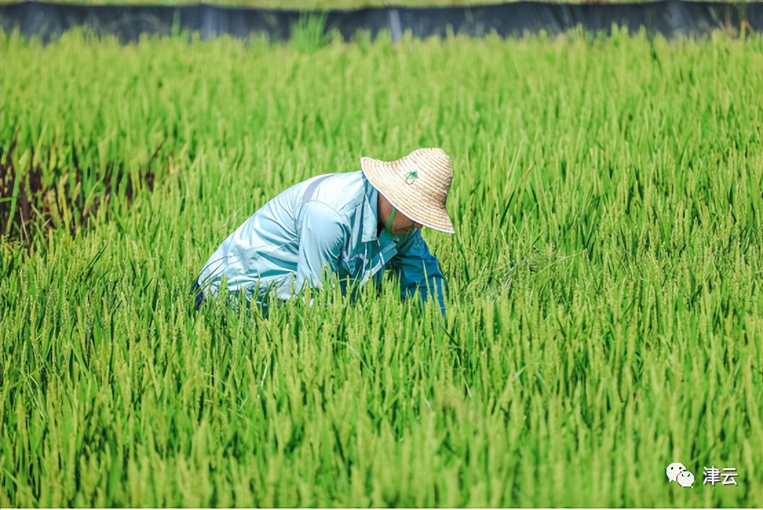 观稻景、吃蟹面、钓螃蟹……这里的“中秋”,好吃好看好玩