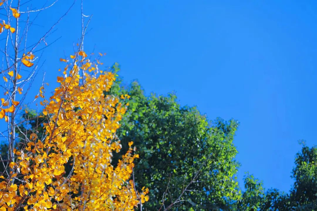 南昌的秋天文案,南昌的秋天闪闪发光