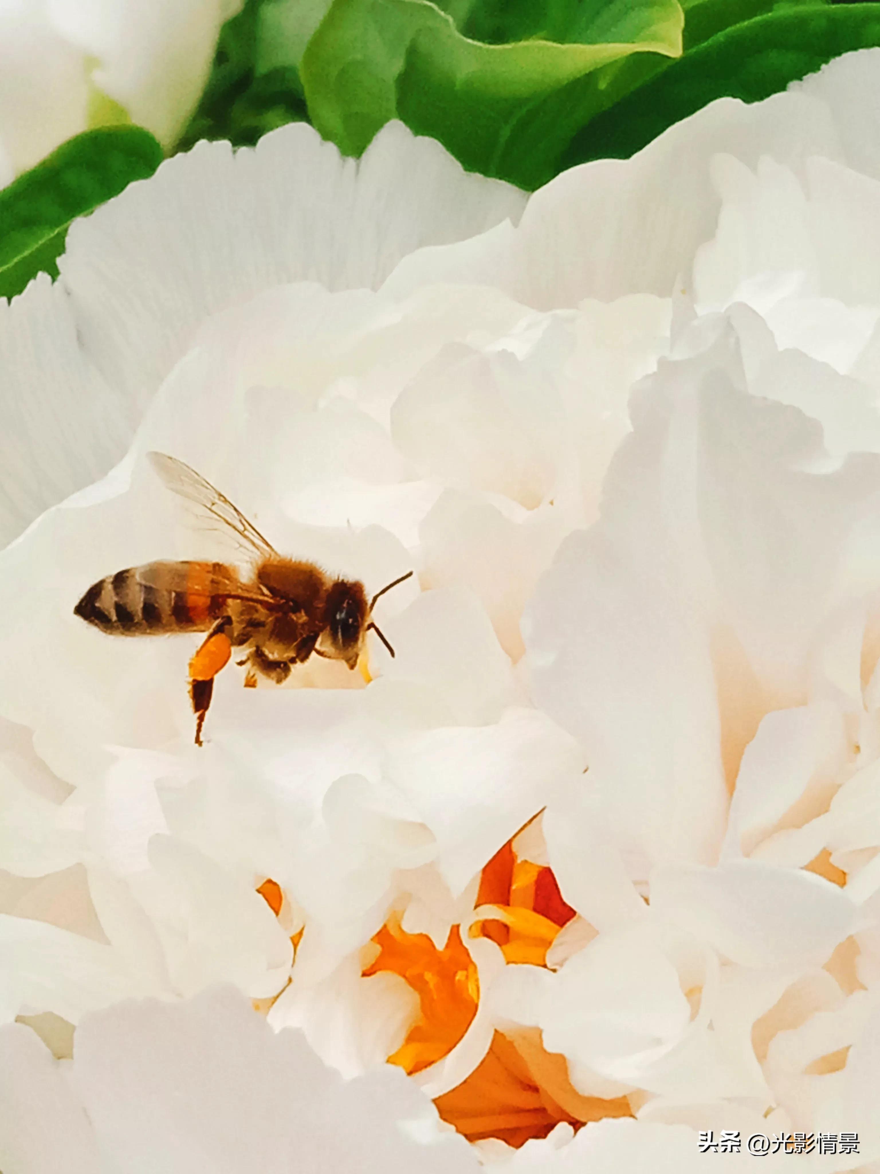 手机也能拍大片华为,手机也能拍大片摄影作品点评全集