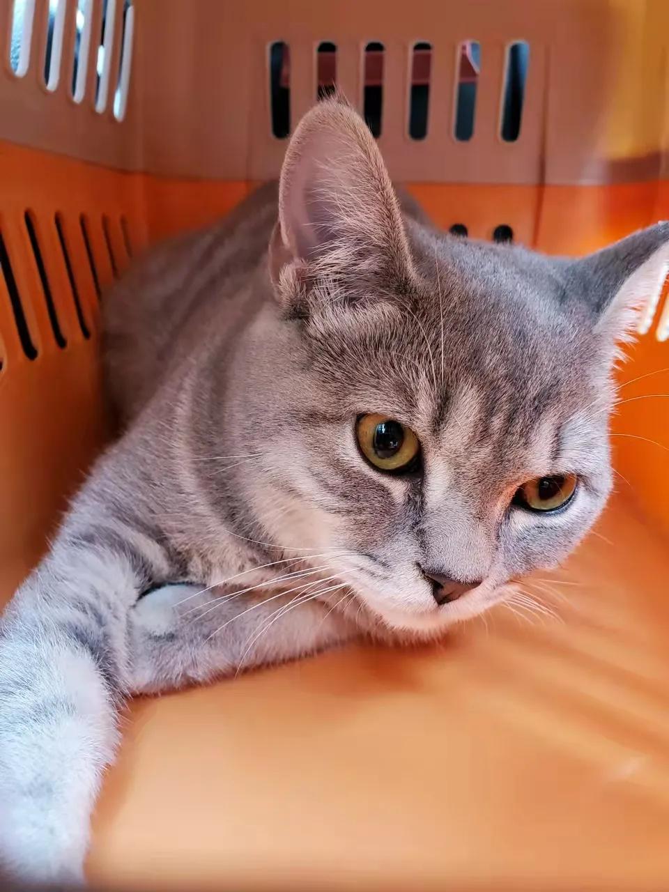 猫咪被我打的腿瘸了怎么办,猫咪跑跳都没事但走路腿瘸