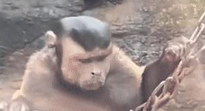 鎾炶劯鏂硅劯鐚村瓙鐨勫コ缃戠孩,鏂硅劯鐚村瓙妯′豢浜虹殑琛ㄦ儏