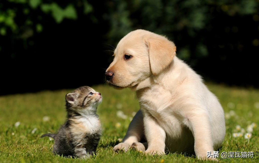 俄罗斯蓝猫法国蓝猫英国蓝猫,欧系俄罗斯蓝猫