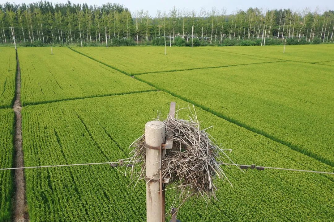为啥乌鸦不敢招惹喜鹊,喜鹊凶猛