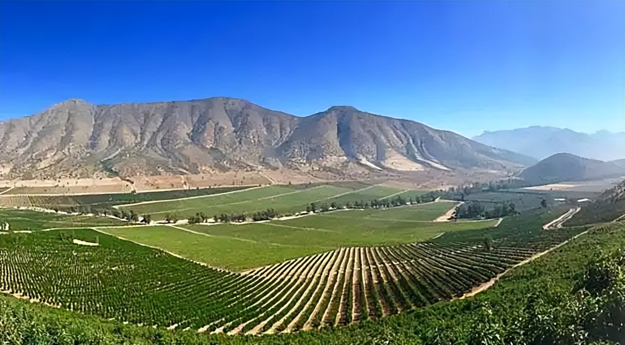 牛油果到底是不是个大骗局,牛油果收益