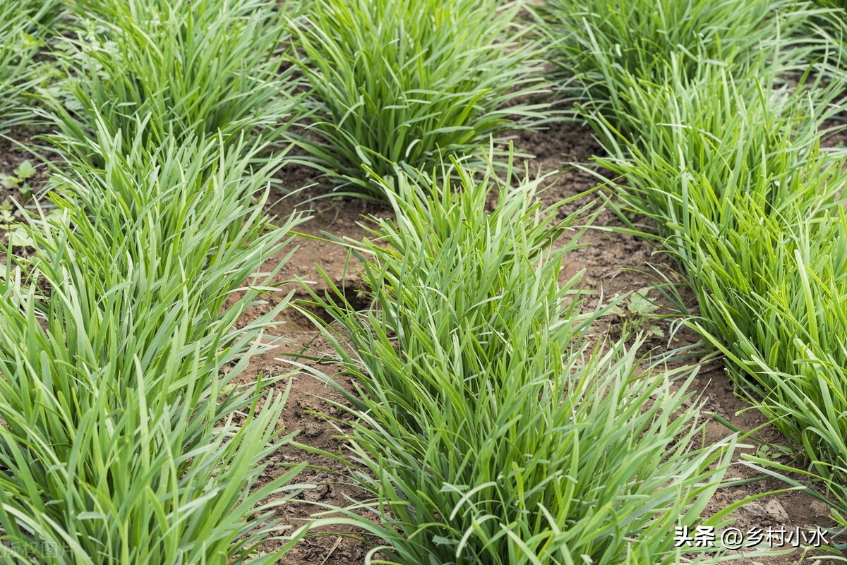 韭菜播种后如何管理,韭菜每茬收割完施什么肥