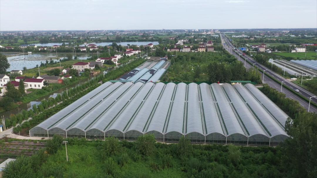 盐城：“特色农场”铺就乡村振兴致富路