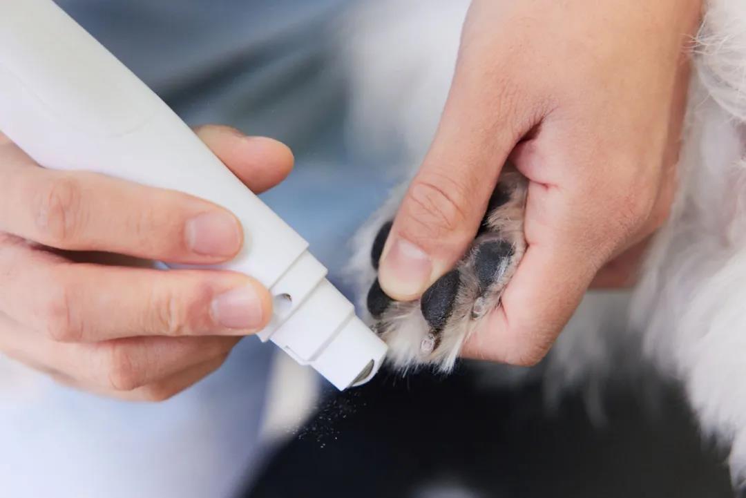 谁赚走了你的薪水,宠物美容能赚多少钱