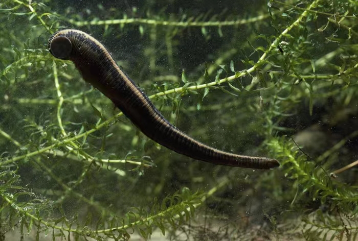 初识刀郎,初识普洱茶