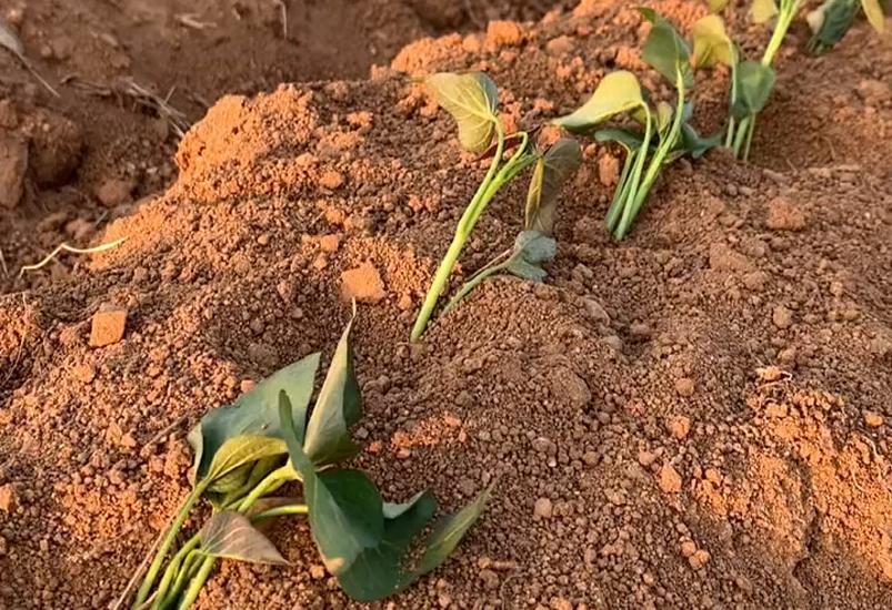 红薯苗移栽前注意事项,栽种红薯苗时如何施肥