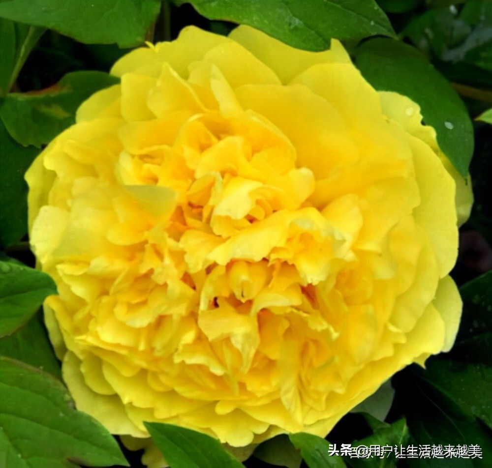 牡丹为什么被称为中国的国花,为什么牡丹能成为中国的国花