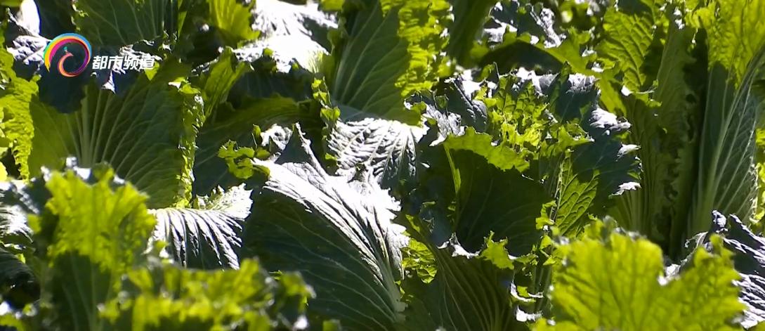 霜打的蔬菜格外甜为什么,为什么霜打的蔬菜甜