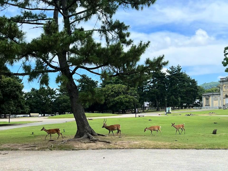 奈良看鹿浅草寺,奈良看鹿