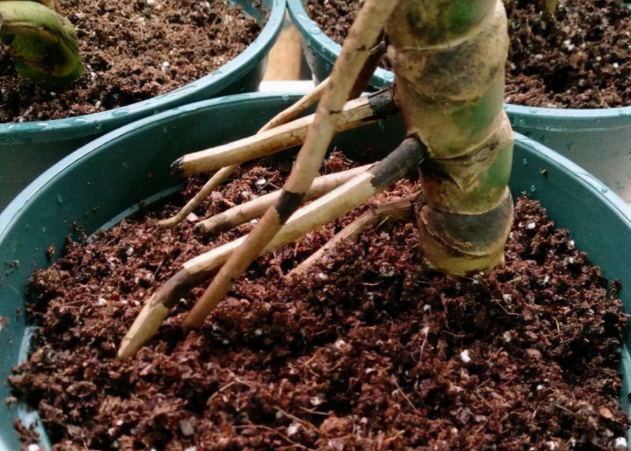 针对甲醛最好的绿植,甲醛最怕的十种绿植排名