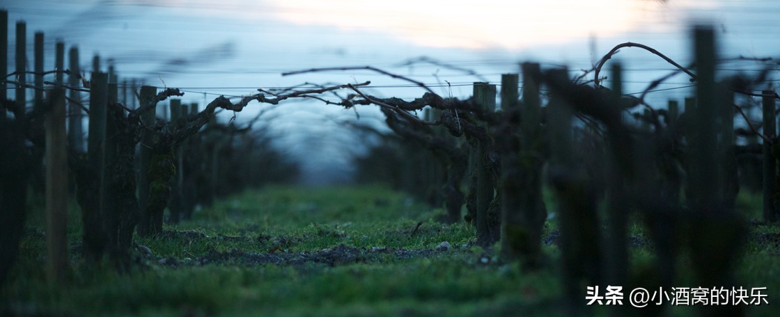 波尔多木桐酒庄红酒,柏桐酒庄波尔多红酒