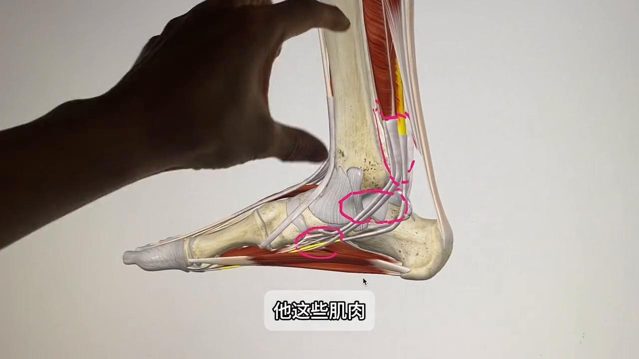 小腿脚踝内侧疼怎么回事,跑步后小腿内侧脚踝疼