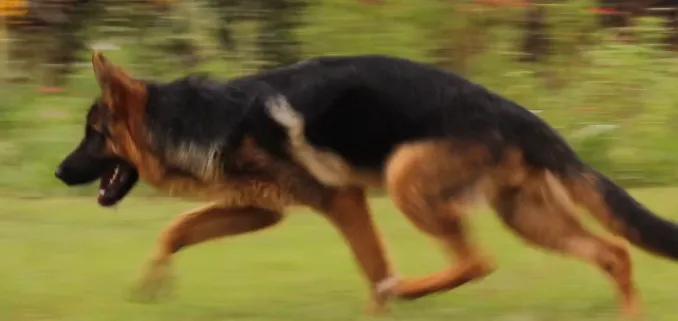 德国牧羊犬怀孕前的预兆,德国牧羊犬孕育期还打针吗