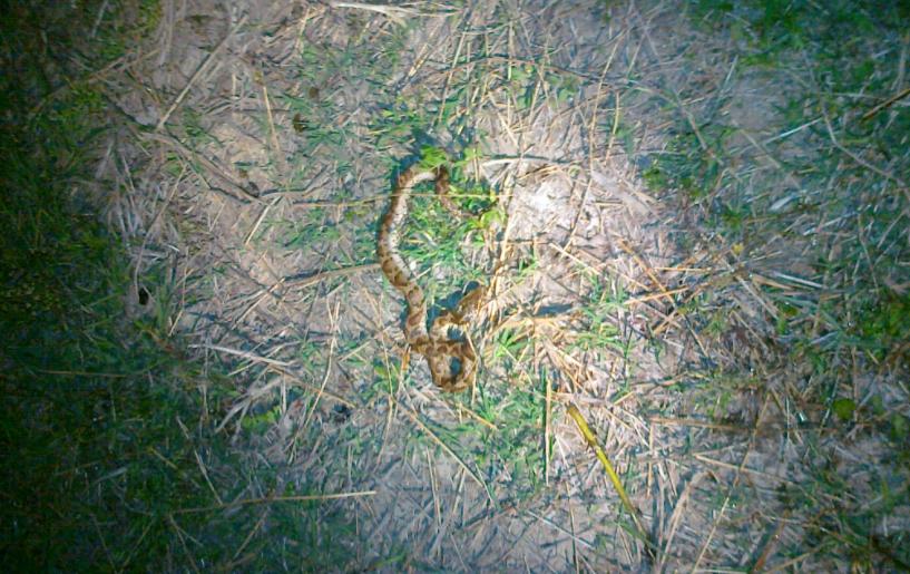 惊险！上海夜钓者水渠捞龙虾捞到两条短尾蝮，钓者：都放生了