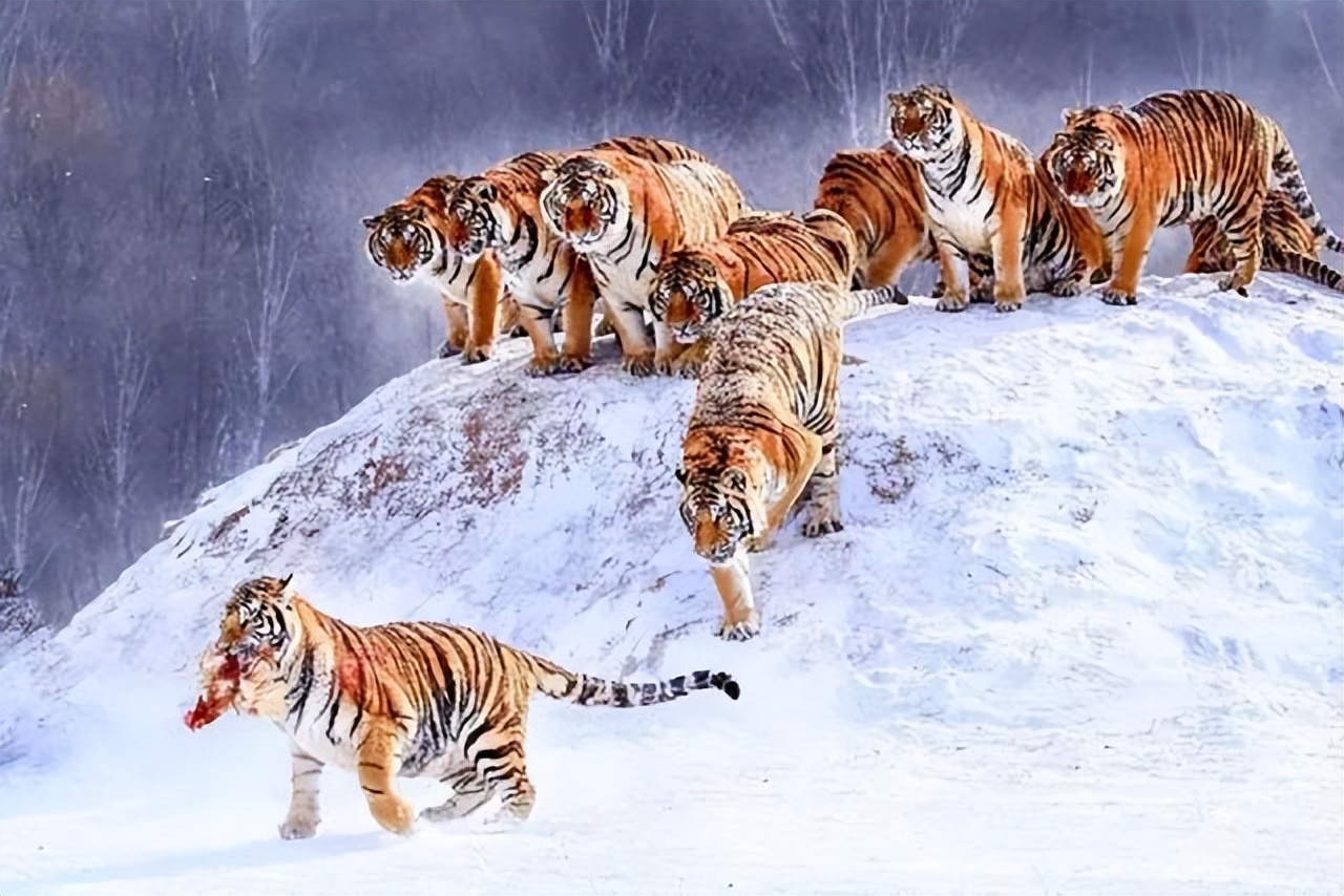 野生东北虎完达山一号始末,近来有完达山一号东北虎消息吗