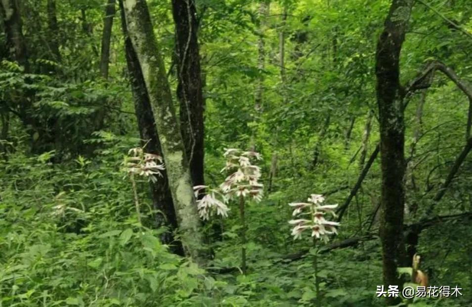 不可思议！高达两米壮观美丽的“百合王子”——大百合