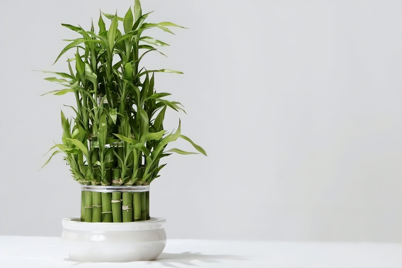 寓意吉祥好运的树室内,十种最旺客厅招财树