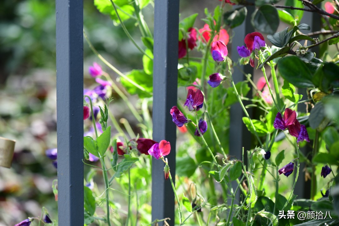 流放到菜地的花儿们，尽情绽放吧，不管在哪里｜园丁