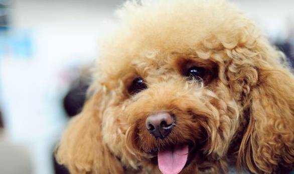 泰迪脾气很大,泰迪脾气有多差