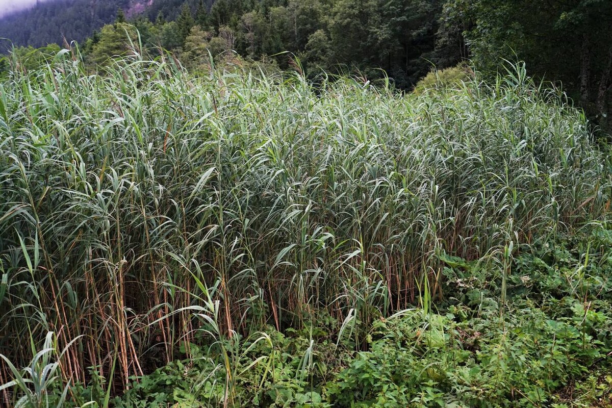 芦苇笋是什么季节吃的,什么样的才是芦苇笋
