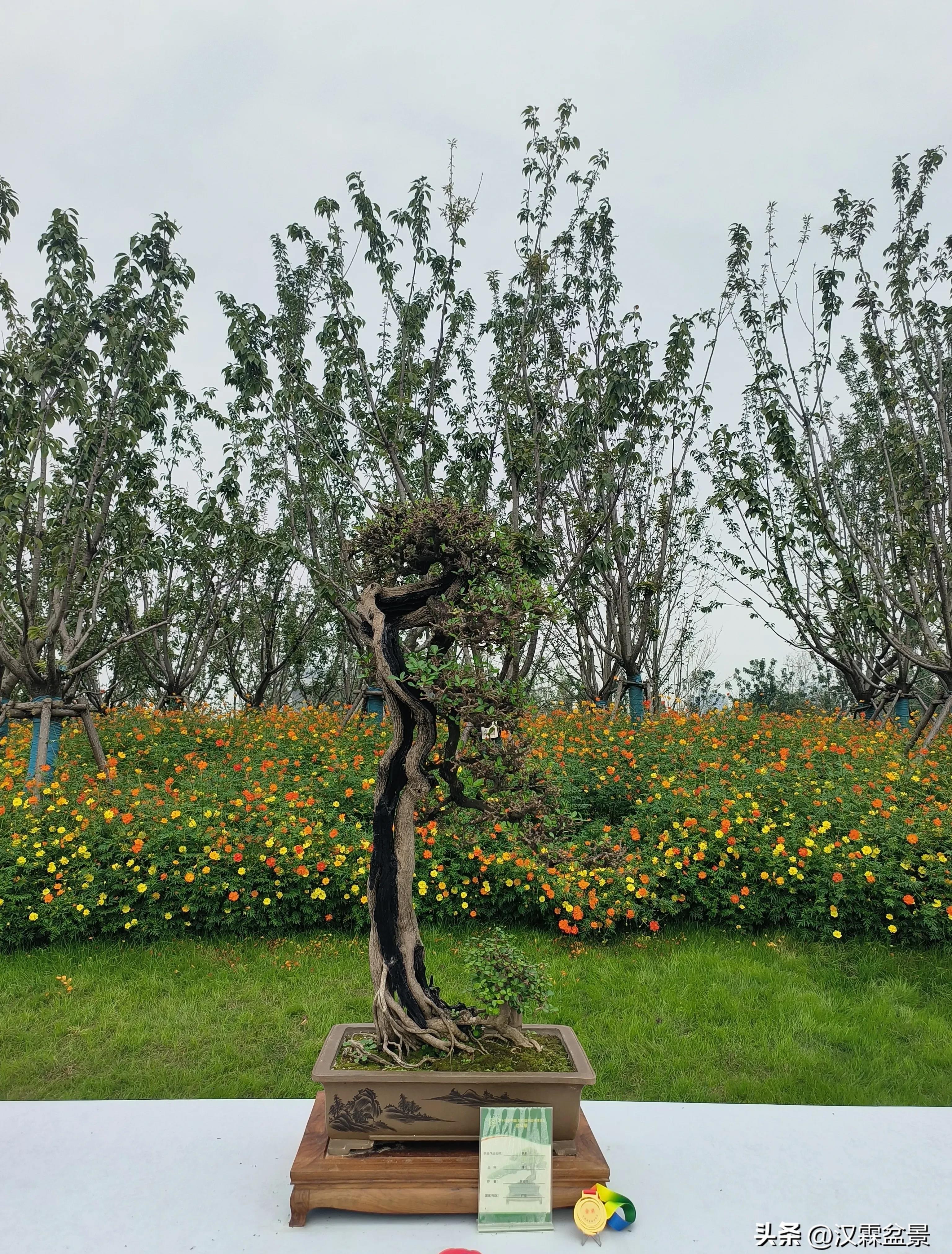 广州园林盆景展,精品大型盆景展会大全