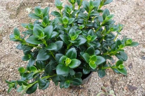 金鱼吊兰好看吗,金鱼吊兰怎么养护